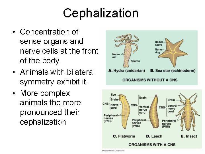 Cephalization • Concentration of sense organs and nerve cells at the front of the