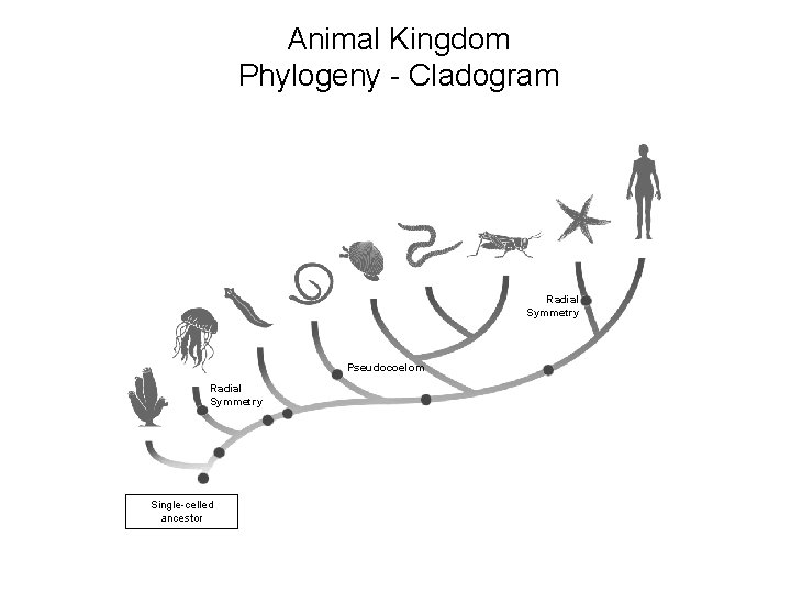 Animal Kingdom Phylogeny - Cladogram Section 29 -1 Radial Symmetry Pseudocoelom Radial Symmetry Single-celled