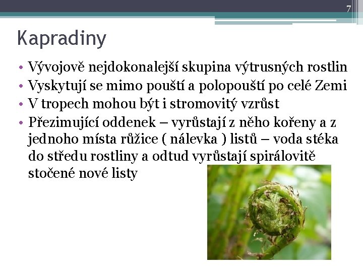 7 Kapradiny • • Vývojově nejdokonalejší skupina výtrusných rostlin Vyskytují se mimo pouští a