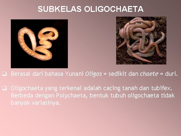 SUBKELAS OLIGOCHAETA q Berasal dari bahasa Yunani Oligos = sedikit dan chaete = duri.