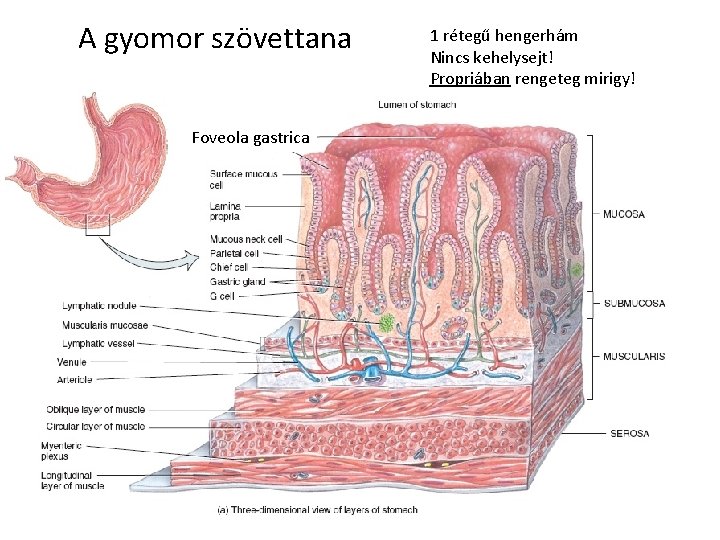 A gyomor szövettana Foveola gastrica 1 rétegű hengerhám Nincs kehelysejt! Propriában rengeteg mirigy! 