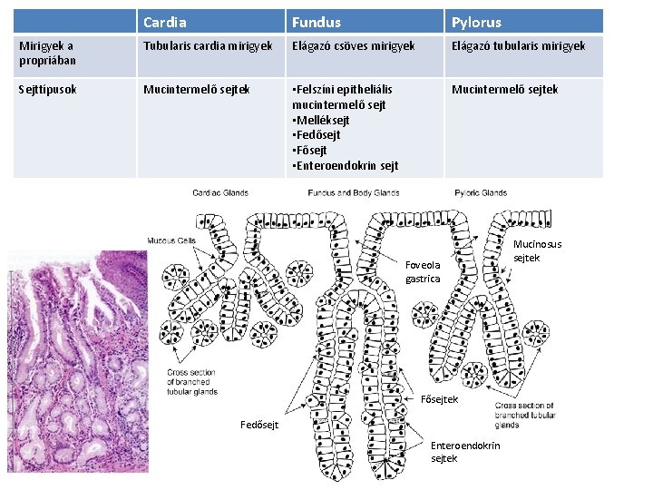 Cardia Fundus Pylorus Mirigyek a propriában Tubularis cardia mirigyek Elágazó csöves mirigyek Elágazó tubularis