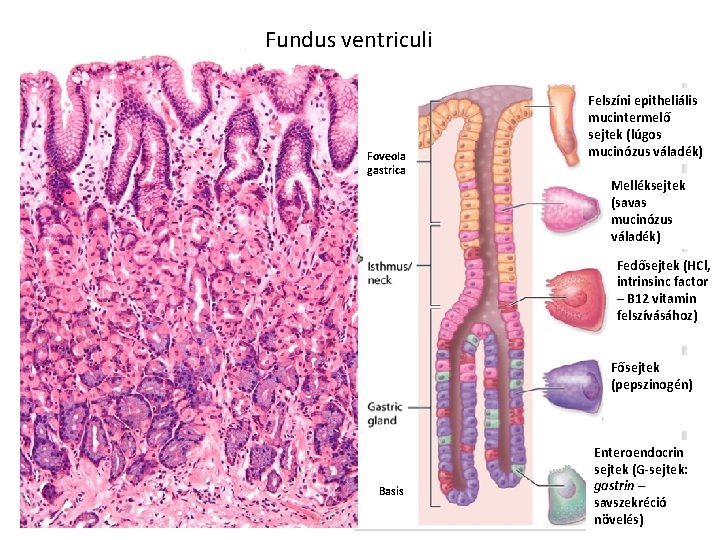 Fundus ventriculi Foveola gastrica Felszíni epitheliális mucintermelő sejtek (lúgos mucinózus váladék) Melléksejtek (savas mucinózus