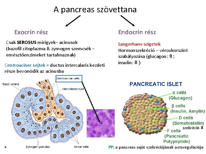 A pancreas szövettana Exocrin rész Csak SEROSUS mirigyek– acinusok (bazofil citoplazma & zymogen szemcsék