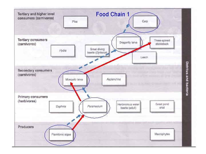 Food Chain 1 