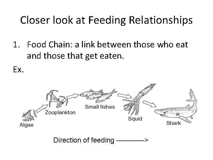 Closer look at Feeding Relationships 1. Food Chain: a link between those who eat