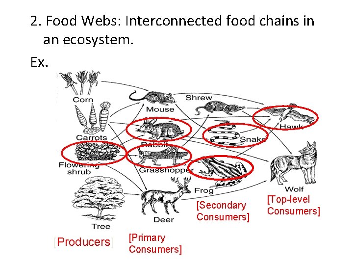 2. Food Webs: Interconnected food chains in an ecosystem. Ex. [Secondary Consumers] [Producers] [Primary