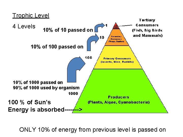 Trophic Level 4 Levels 10% of 10 passed on 10% of 1000 passed on