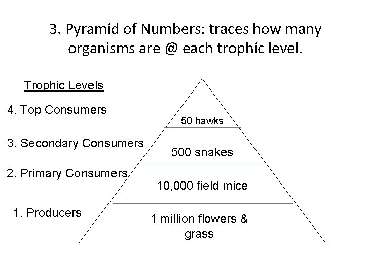 3. Pyramid of Numbers: traces how many organisms are @ each trophic level. Trophic