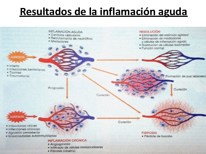 Resultados de la inflamación aguda 