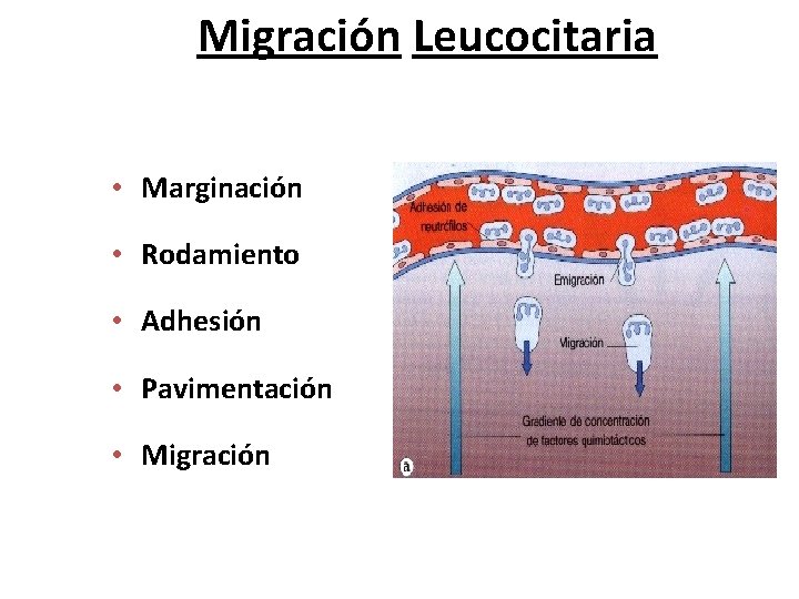 Migración Leucocitaria • Marginación • Rodamiento • Adhesión • Pavimentación • Migración Cátedra de