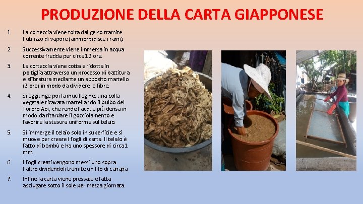PRODUZIONE DELLA CARTA GIAPPONESE 1. La corteccia viene tolta dal gelso tramite l’utilizzo di