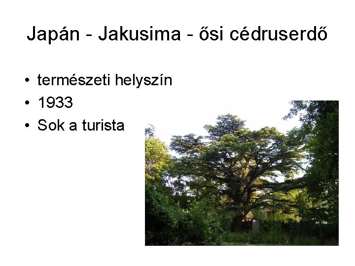 Japán - Jakusima - ősi cédruserdő • természeti helyszín • 1933 • Sok a