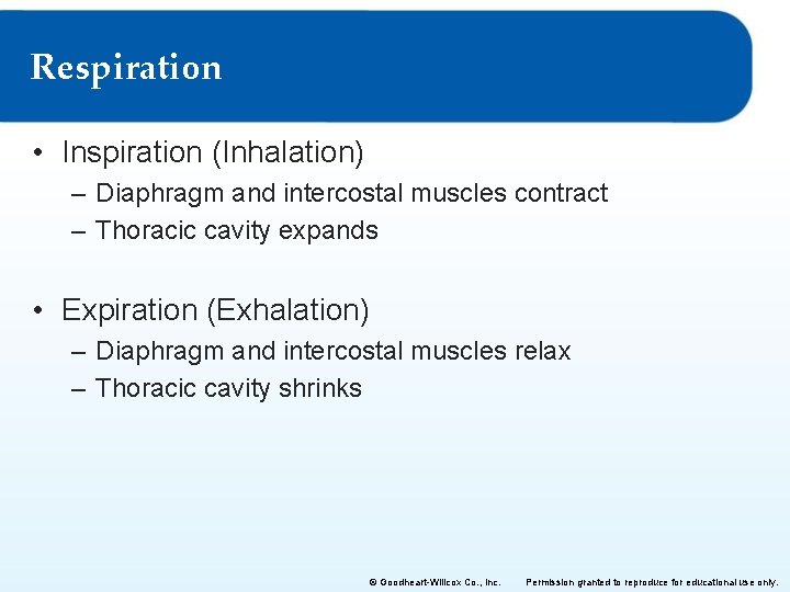 Respiration • Inspiration (Inhalation) – Diaphragm and intercostal muscles contract – Thoracic cavity expands