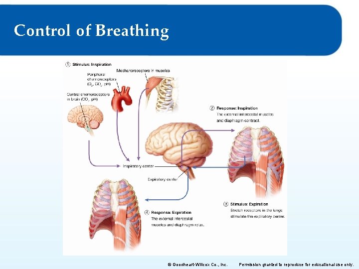 Control of Breathing © Goodheart-Willcox Co. , Inc. Permission granted to reproduce for educational