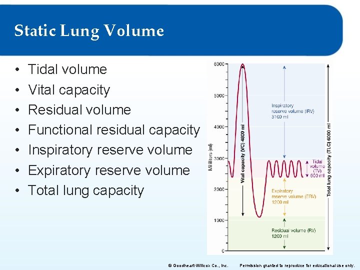 Static Lung Volume • • Tidal volume Vital capacity Residual volume Functional residual capacity