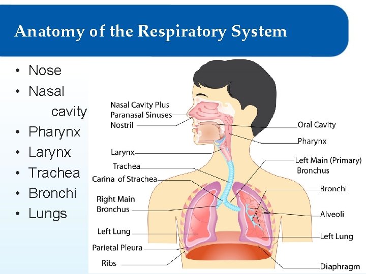 Anatomy of the Respiratory System • Nose • Nasal cavity • Pharynx • Larynx