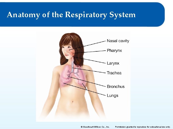Anatomy of the Respiratory System © Goodheart-Willcox Co. , Inc. Permission granted to reproduce