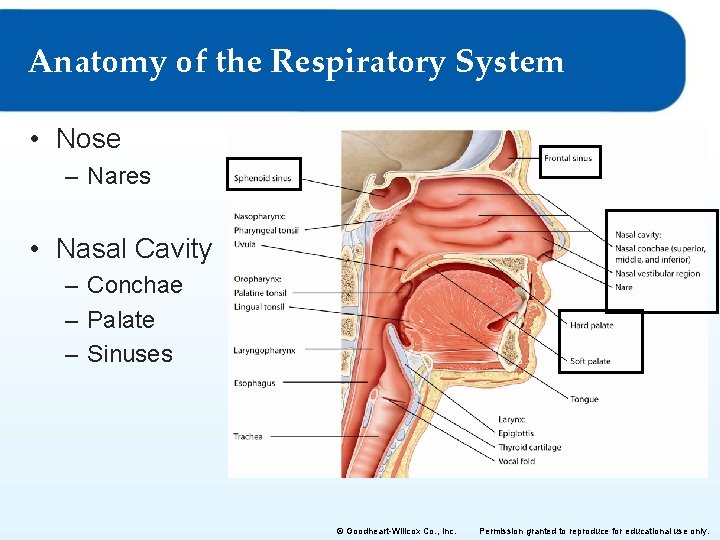 Anatomy of the Respiratory System • Nose – Nares • Nasal Cavity – Conchae