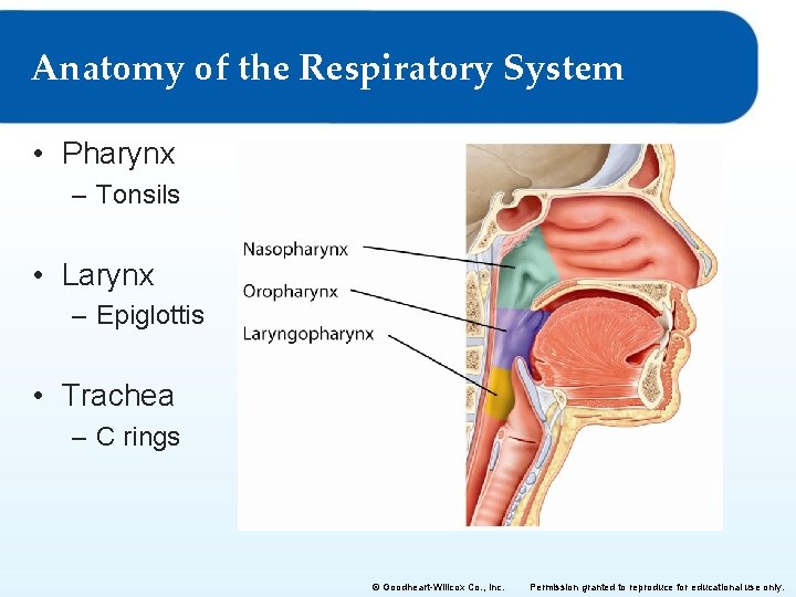 Anatomy of the Respiratory System • Pharynx – Tonsils • Larynx – Epiglottis •