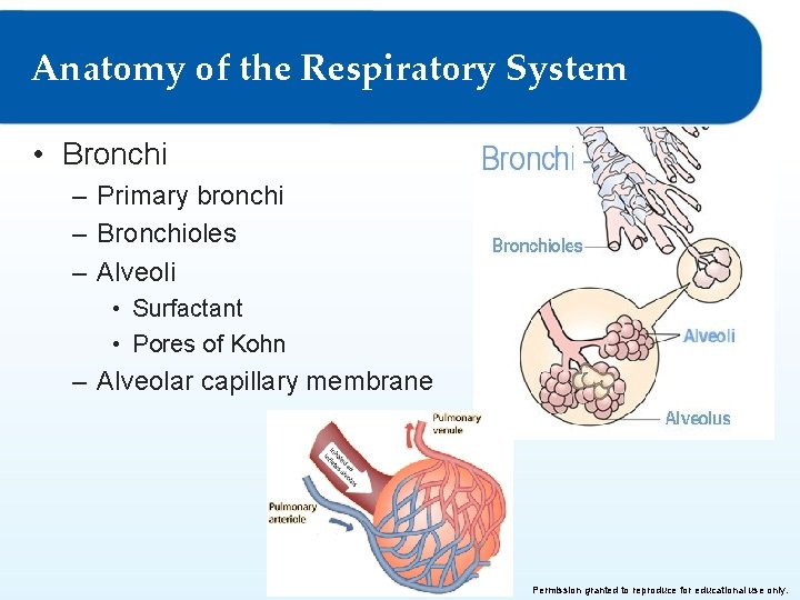 Anatomy of the Respiratory System • Bronchi – Primary bronchi – Bronchioles – Alveoli