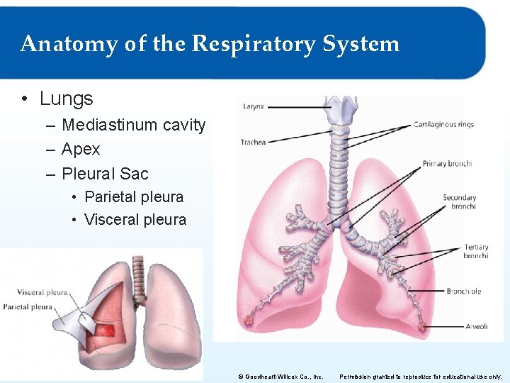 Anatomy of the Respiratory System • Lungs – Mediastinum cavity – Apex – Pleural