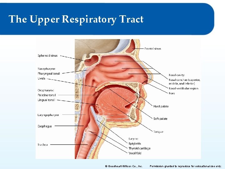 The Upper Respiratory Tract © Goodheart-Willcox Co. , Inc. Permission granted to reproduce for