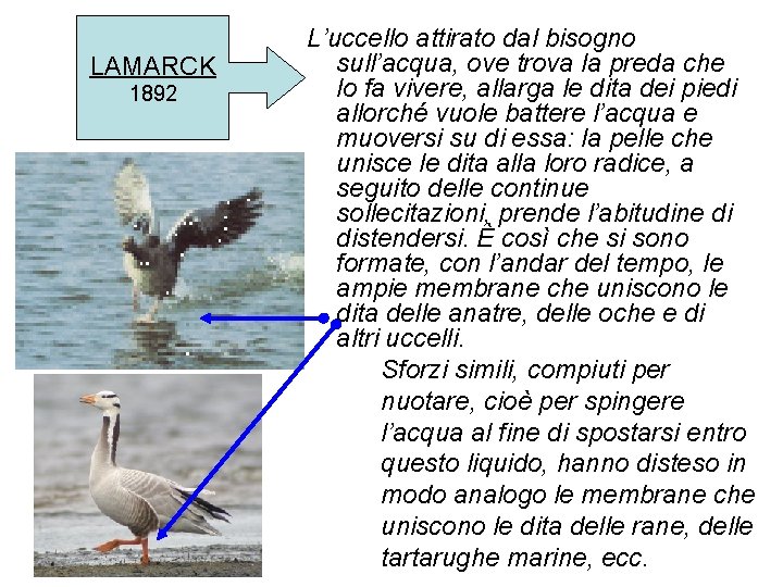 LAMARCK 1892 L’uccello attirato dal bisogno sull’acqua, ove trova la preda che lo fa