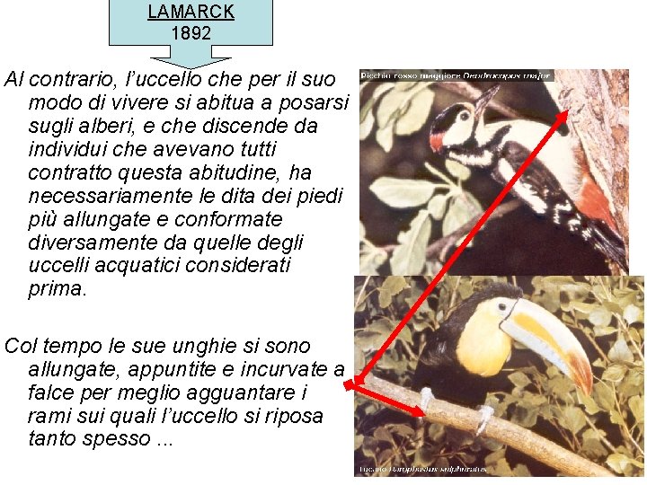 LAMARCK 1892 Al contrario, l’uccello che per il suo modo di vivere si abitua