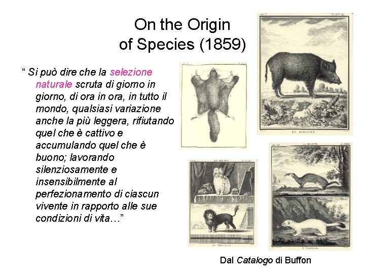 On the Origin of Species (1859) “ Si può dire che la selezione naturale