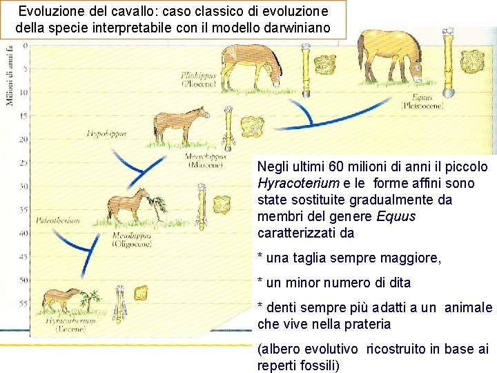 Evoluzione del cavallo: caso classico di evoluzione della specie interpretabile con il modello darwiniano