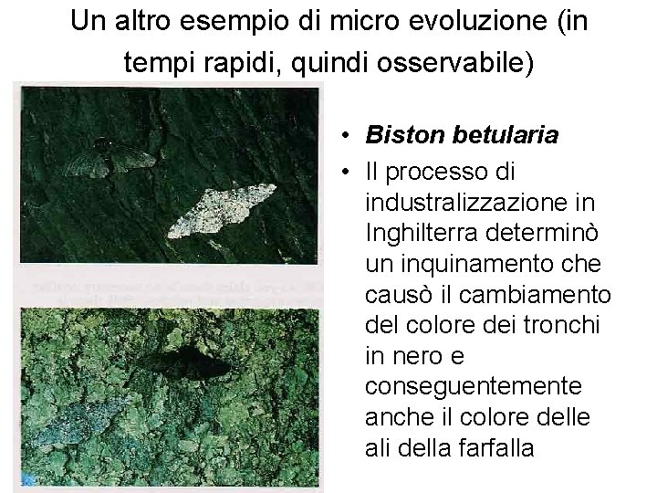 Un altro esempio di micro evoluzione (in tempi rapidi, quindi osservabile) • Biston betularia