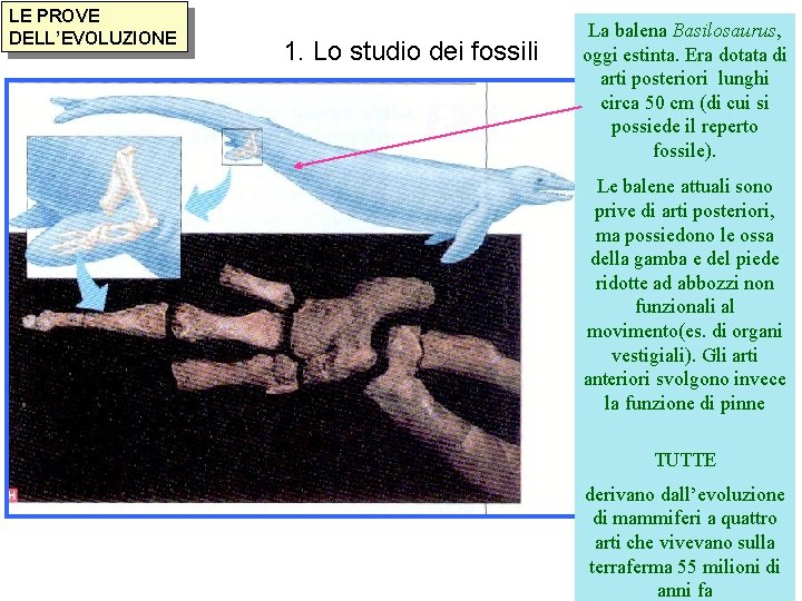 LE PROVE DELL’EVOLUZIONE 1. Lo studio dei fossili La balena Basilosaurus, oggi estinta. Era