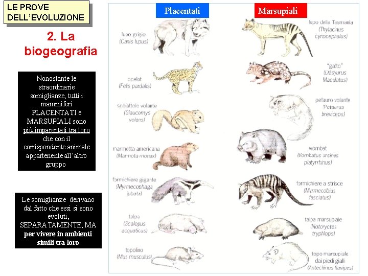 LE PROVE DELL’EVOLUZIONE 2. La biogeografia Nonostante le straordinarie somiglianze, tutti i mammiferi PLACENTATI