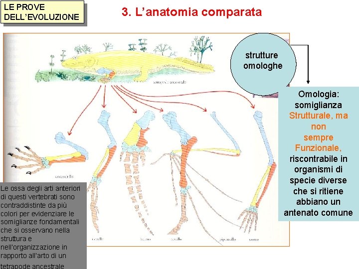 LE PROVE DELL’EVOLUZIONE 3. L’anatomia comparata strutture omologhe Le ossa degli arti anteriori di