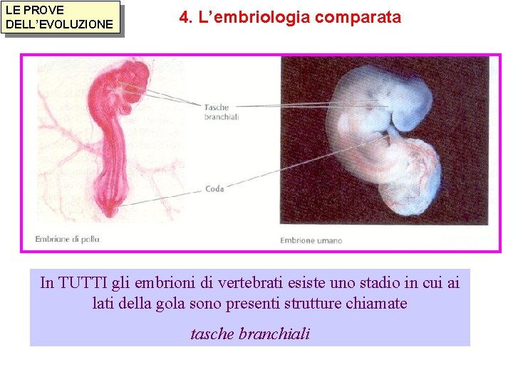 LE PROVE DELL’EVOLUZIONE 4. L’embriologia comparata In TUTTI gli embrioni di vertebrati esiste uno