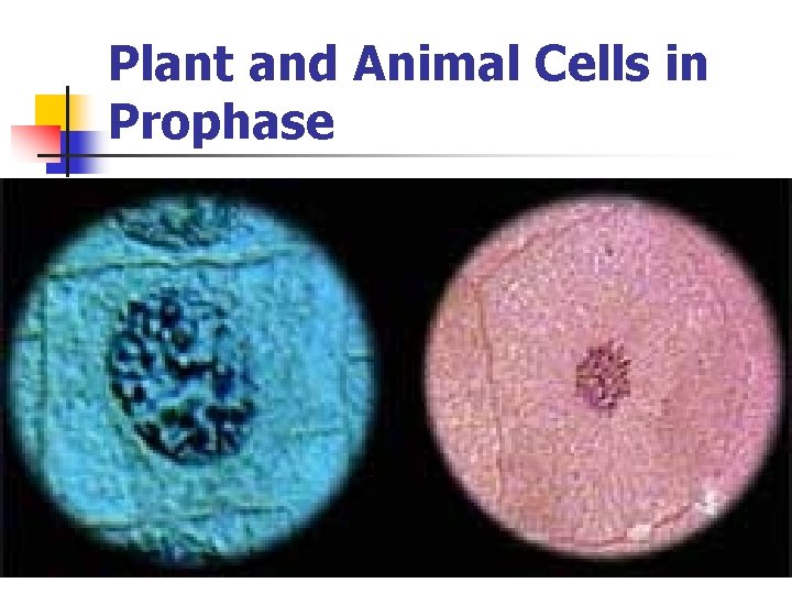 Plant and Animal Cells in Prophase n Plant & animal cells in prophase 