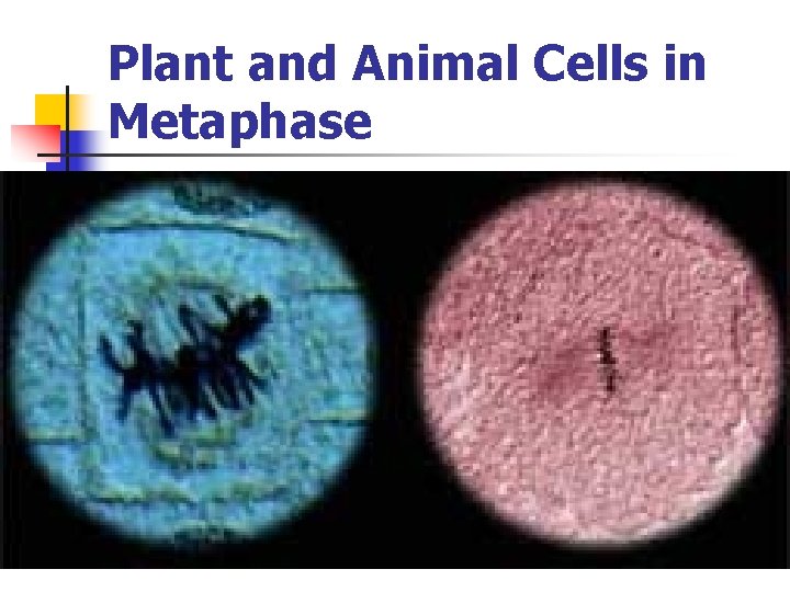 Plant and Animal Cells in Metaphase 
