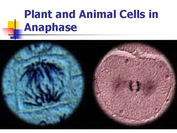 Plant and Animal Cells in Anaphase 