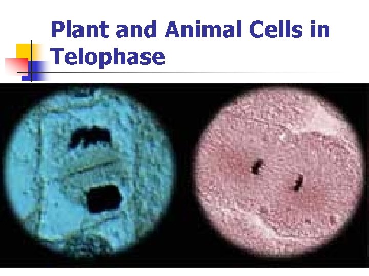 Plant and Animal Cells in Telophase 