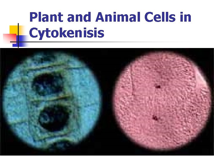 Plant and Animal Cells in Cytokenisis 