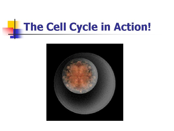 The Cell Cycle in Action! 