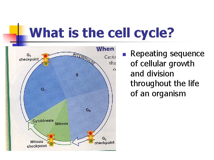 What is the cell cycle? n Repeating sequence of cellular growth and division throughout