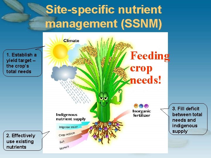 Site-specific nutrient management (SSNM) 1. Establish a yield target – the crop’s total needs