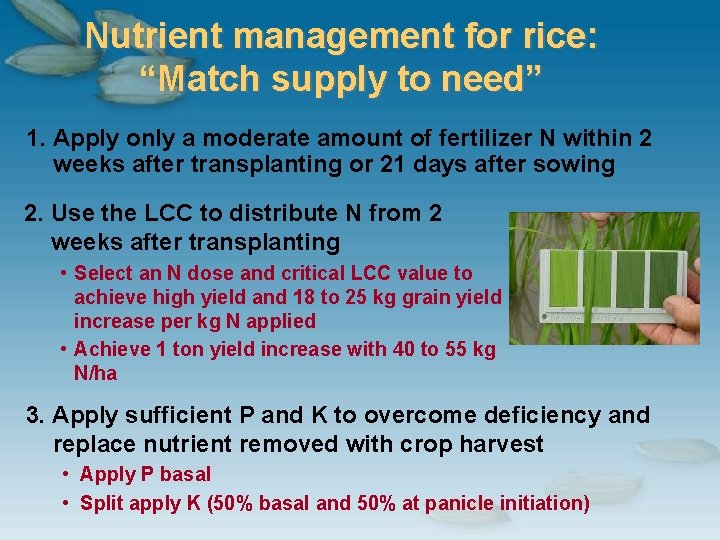 Nutrient management for rice: “Match supply to need” 1. Apply only a moderate amount