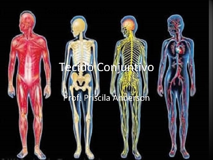 Tecido Conjuntivo Prof. Priscila Anderson Tecido Conjuntivo Prof. Priscila Anderson