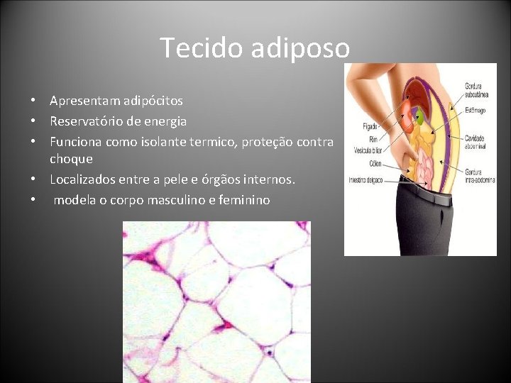 Tecido adiposo • Apresentam adipócitos • Reservatório de energia • Funciona como isolante termico, Tecido adiposo • Apresentam adipócitos • Reservatório de energia • Funciona como isolante termico,