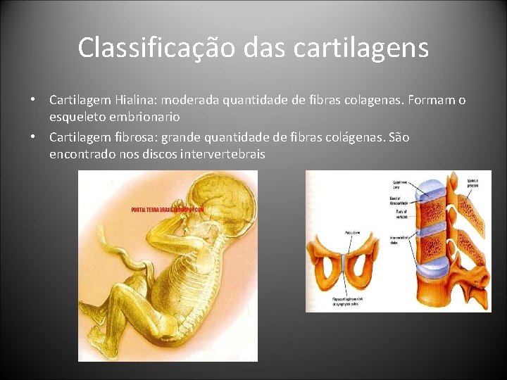 Classificação das cartilagens • Cartilagem Hialina: moderada quantidade de fibras colagenas. Formam o esqueleto Classificação das cartilagens • Cartilagem Hialina: moderada quantidade de fibras colagenas. Formam o esqueleto