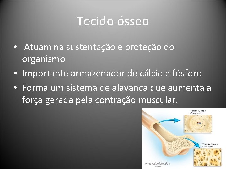 Tecido ósseo • Atuam na sustentação e proteção do organismo • Importante armazenador de Tecido ósseo • Atuam na sustentação e proteção do organismo • Importante armazenador de