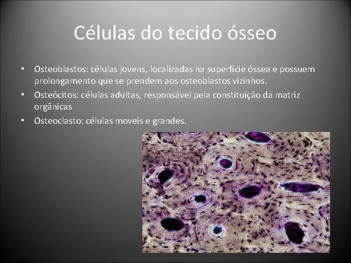 Células do tecido ósseo • Osteoblastos: células jovens, localizadas na superfície óssea e possuem Células do tecido ósseo • Osteoblastos: células jovens, localizadas na superfície óssea e possuem
